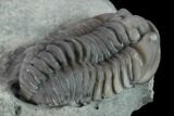 Flexicalymene Trilobite - Mt Orab, Ohio #133904-4